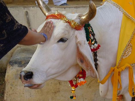 cow Shri Ram Wallpaper, Mother India, Indian Colours, Indian Wedding Couple Photography, Sacred Scripture, Dairy Cows, Google Adwords, Cow Art, Holy Cow