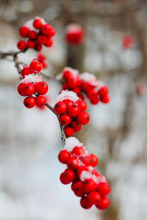 Frosty Red Winterberries · Free Stock Photo Winter Berries, Winter Plants, Natural Background, Frozen Fruit, Holly Berries, Red Fruit, Christmas Images, Red Berries, Cool Tones