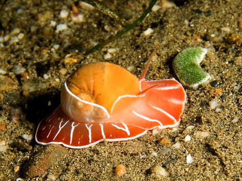 Moon Snail Moon Snail, Life Under The Sea, Beneath The Sea, Sea Snail, Sea Slug, Underwater Creatures, Water Life, Slug, Ocean Creatures