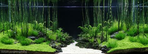 AGA 2020 Aquascaping Contest: #282 Bamboo Aquascape, Aquatic Garden, Shrimp Tank, Aquascape Aquarium, Pond Plants, Unusual Plants, Bamboo Forest, Fish Tanks, Aquascaping