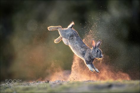 #Animal #wildlife #Wildlifephotography #cute #love #pet #safari #different #love #peace #animallover Jumping Animals, Jumping Photography, Bunny Jumping, Jumping Bunny, The Moon Tattoo, Hare Pictures, Rabbit Jumping, All About Rabbits, Photography Tips And Tricks