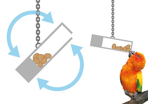 Animal foraging enrichment: pipe feeder concept: Unbalanced tube with weigh on the other end. Small hole at the other end to reach the food. Hanging freely. Animal must tilt it to access the food. Tube will return to its original position after animal lets go to eat the food piece it got out. Enrichment Projects, Diy Bird Toys, Zoo Toys, Conure Parrots, Wild Animals Photos, Dog Enrichment, Bird Care, African Grey Parrot, Diy Birds