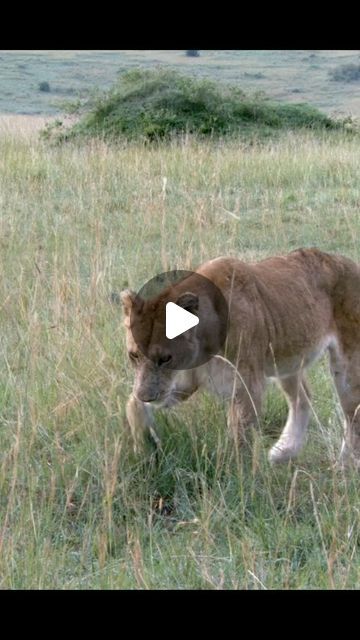 Lion Protecting, Lion Lioness, Wild Life, Mothers Love, S Video, Big Cats, The Wild, Animals Wild, Lion