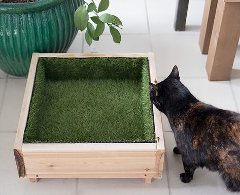 https://gina-michele.com/2018/03/cat-grass-bed-diy.html Cat Grass Diy, Cat Patios, Grass Bed, Raising Kittens, Katt Diy, Kitty Corner, Kat Diy, Diy Pet Bed, Cat Patio