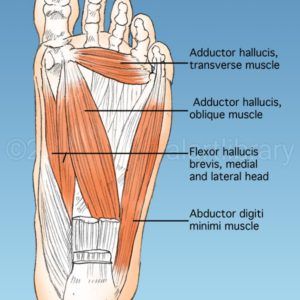 You searched for Muscles - Medical Art Library Feet Muscles Anatomy, Foot Muscles Anatomy, Muscular System Anatomy, Hip Anatomy, Muscles Anatomy, Human Muscle Anatomy, Physical Therapy Student, Muscles Of The Face, Physical Therapy Assistant