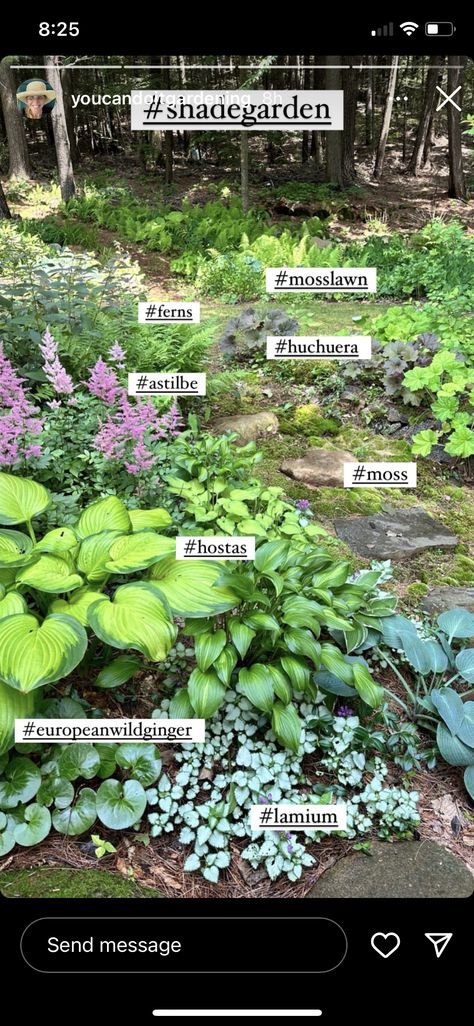 Designing A Garden, Garden From Scratch, Front Lawn Landscaping, Shade Tolerant Plants, Shade Loving Perennials, Shade Garden Plants, Hosta Gardens, Front Garden Landscape, Southern Garden