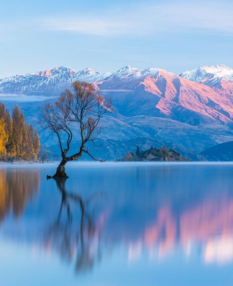 Wanaka Tree, Autumn Landscapes, Wanaka New Zealand, Nz Travel, Lake Wanaka, Coconut Rice, Autumn Landscape, Travel Inspo, Travel Bucket List