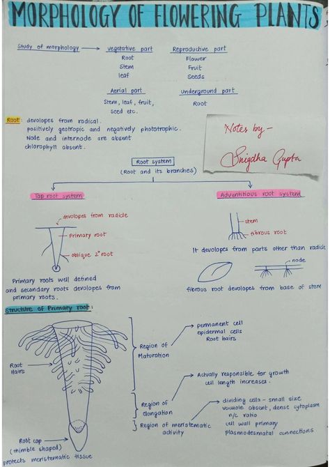 Morphology of Flowering Plants - Biology Short Notes 📚 Morphology Of Flowering Plants Notes, Morphology Of Flowering Plants, Human Eye Diagram, Plant Morphology, Eye Diagram, Biology Class 11, Branches Of Biology, Biology Plants, Redox Reactions