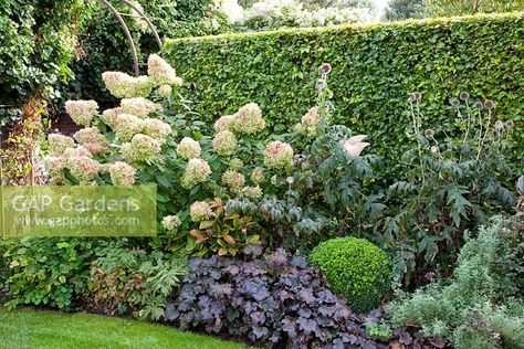 Box, Hydrangea paniculata 'Limelight', Heuchera and Echinops ritro fagus backed with a clipped sylvatica hedge - Huys en Hof Hydrangea Limelight, Hydrangea Paniculata Limelight, Hydrangea Potted, Hydrangea Landscaping, Smooth Hydrangea, Limelight Hydrangea, Contemporary Garden Design, Gravel Path, Hydrangea Garden