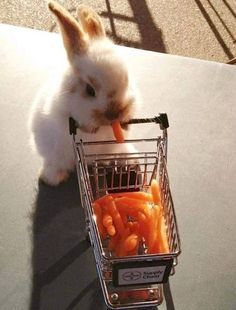 Cutest Bunny Ever, Baby Shopping Cart, Rabbit Rabbit Rabbit, Cut Animals, Pet Bunny, Bunny Pictures, Baby Carrots, Baby Bunnies