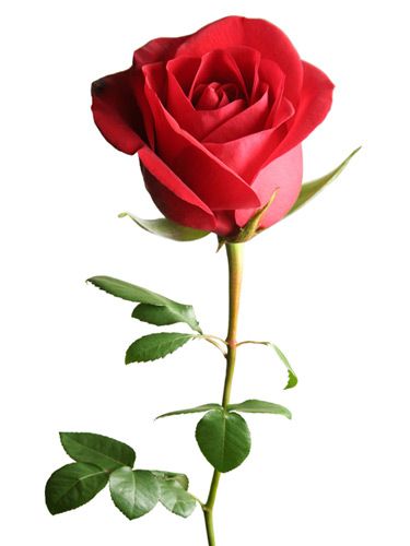 Rose Belle, Single Red Rose, Popular Flowers, Flower Meanings, Trendy Flowers, Rose Bush, Garden Care, Beautiful Rose Flowers, Love Rose