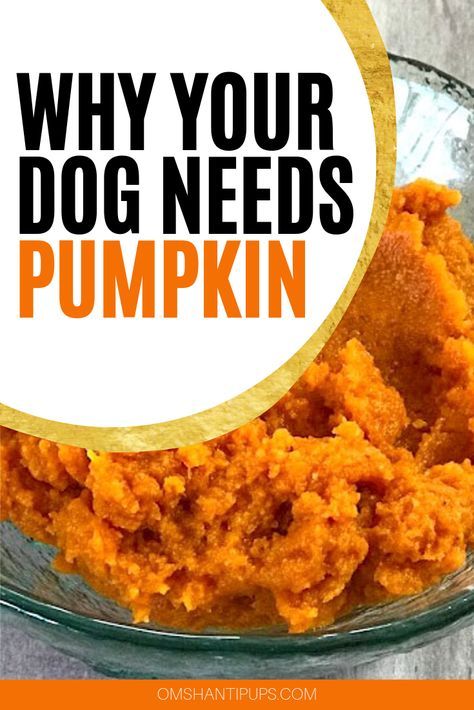 Pumpkin For Dogs, Can Dogs Eat Pumpkin, Foods Dogs Can Eat, Easy Dog Treat Recipes, Make Dog Food, Dog Biscuit Recipes, Dog Remedies, Dog Pumpkin, Easy Dog Treats