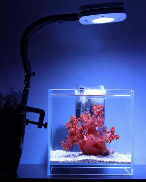 Pico Reef Tank, Aquascape Inspiration, Saltwater Aquariums, Fish Tank Terrarium, Reef Tanks, Nano Aquarium, Saltwater Tank, Marine Aquarium, Reef Aquarium