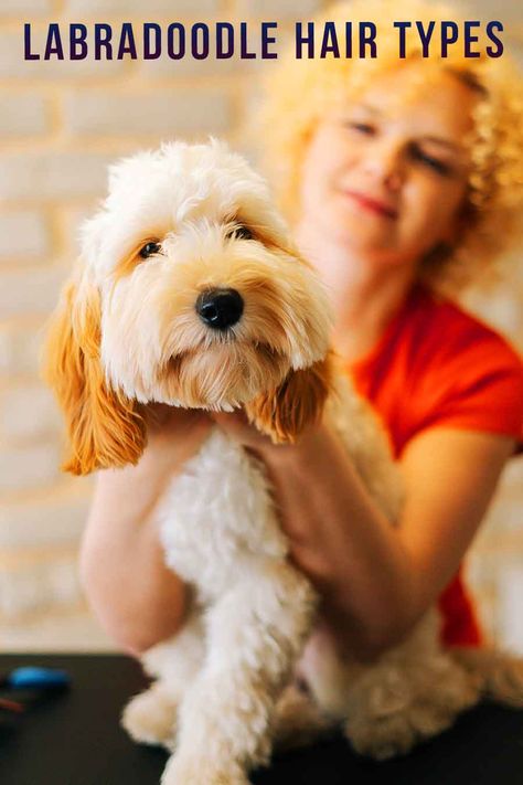 A Labradoodle with a hair coat will look the most like a Labrador. They will have a double layered coat with a straight top layer. You will be able to see the dense, warm underlayer if you examine your Doodle’s coat more closely. Some hair coat Labradoodles will have a slight wave to their fur, but it won’t be as wavy as the fleece type. Labradoodle Teddy Bear Haircut, Labradoodle Haircut Style Teddy Bears, Labradoodle Teddy Bear Cut, Straight Hair Labradoodle, Labradoodle Hair, Australian Labradoodle Grooming, Labradoodle Haircut Style, Teddy Bear Doodle, Labradoodle Haircut