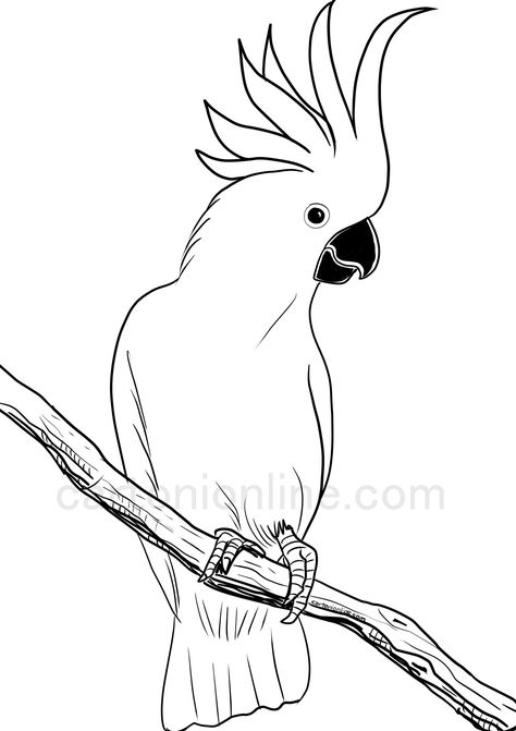 Realistic cockatoo coloring page Parrot Drawing, Bird Sketch, Creation Art, Bird Coloring Pages, Colorful Parrots, Fantasy Drawings, Bird Silhouette, Cartoon Coloring Pages, Art Drawings For Kids