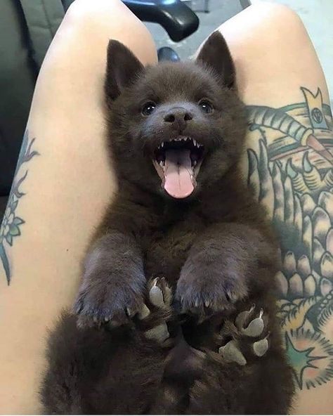 Baby black wolf pup Baby Wolf, Wolf Pup, Rare Animals, Pretty Animals, Baby Animals Funny, Black Wolf, Wolf Dog, Cute Animal Photos, Beautiful Animals