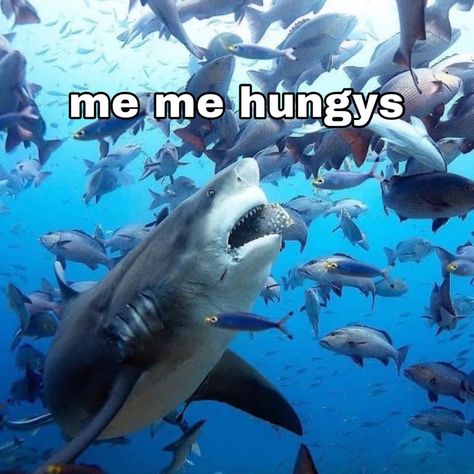 Silly Shark Pfp, Derpy Shark, Funny Shark Pictures, Facts About Sharks, Shark Meme, Silly Sharks, Shark Facts, Big Surf, Shark Pictures