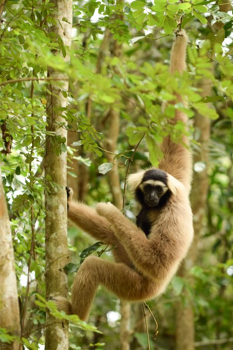 https://flic.kr/p/2ixJ2tx | Pileated gibbon (Hylobates pileatus) | Siem Riep, Cambodia Monkeys, Cambodia, Mammals, Animals, Quick Saves