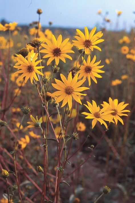 Keystone Plant Species | Prairie Nursery Western Flowers, Prairie Aesthetic, Prairie Nursery, Wild Sunflowers, Prairie Plants, Pagoda Dogwood, Plant Tattoos, Red Twig Dogwood, Wild Sunflower