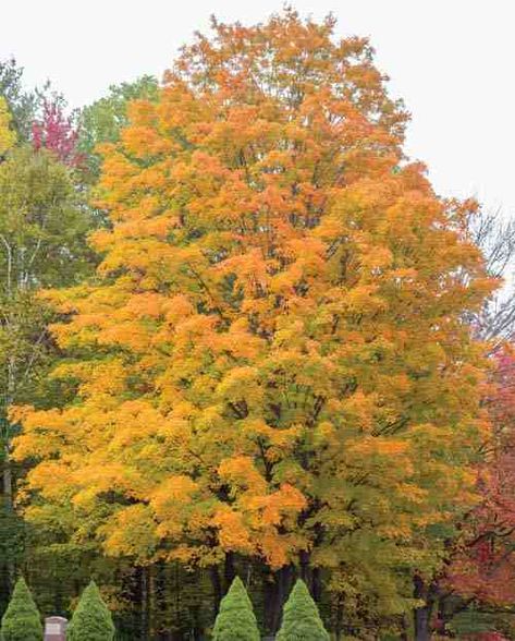 Sugar Maple vs. Red Maple Trees – Mother Earth News Sugar Maple Tree, Red Maple Tree, Tree Identification, Red Bud, Maple Trees, Mother Earth News, Gardens Design, Red Maple, Secret Gardens