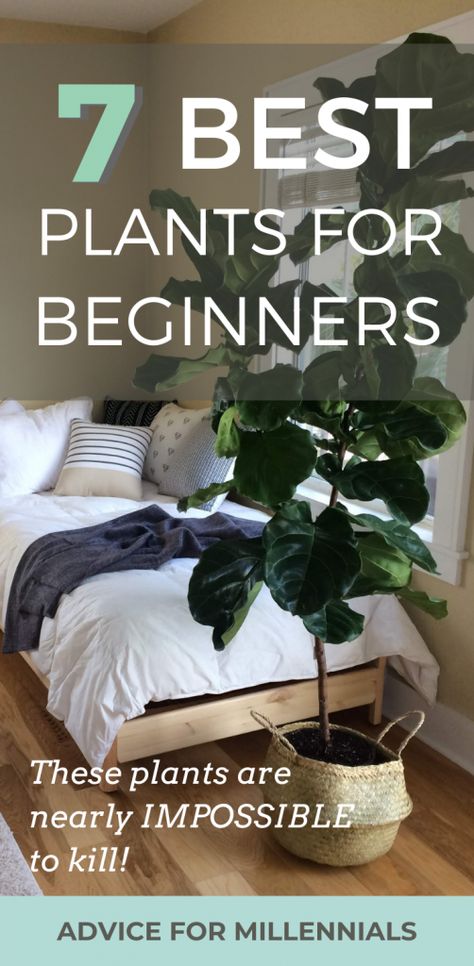 Best Indoor Plants For Beginners, Beginners Skincare, Indoor Plants For Beginners, Plants For Beginners, A Studio Apartment, Best Plants, Best Indoor Plants, Beautiful Plants, Small Apartment Living