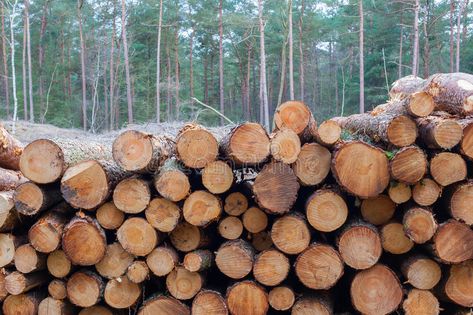 Timber Logs, Tree Felling, Farm Business, Old Trees, Jack Sparrow, Forest Fire, Vector Pattern, Ecology, Geography