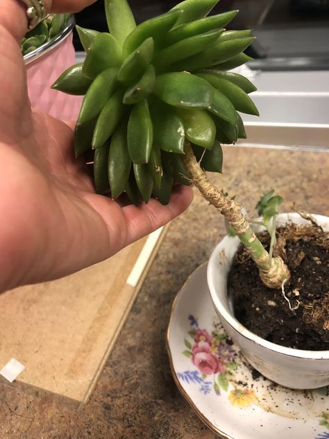 Can I cut the stem of this short enough to replant it in deep soil or will this kill it? Any advice on helping this get back to normal. Bringing it home to a grow light tomorrow to help with etiolation. Replant, Grow Lights, Horticulture, Asparagus, Soil, I Can, Bring It On, Canning, Plants