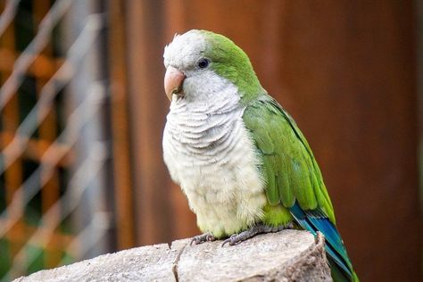 Parakeet Names, Green Parakeet, Parrot Training, Monk Parakeet, Talking Parrots, Animal Guides, Bird Care, Vintage Portraits, Bald Eagle