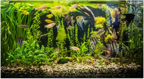 55 Gallon Tank, Aquarium Photos, Tropical Fish Tanks, Aquarium Gravel, Fresh Water Fish Tank, 55 Gallon, Aquarium Lighting, Exotic Fish, Plant Lighting