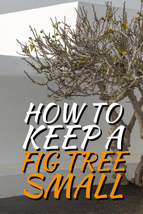 How To Keep A Fig Tree Small Fig Tree Types, Potted Fig Tree, Plants Hacks, Growing Figs, Fig Fruit Tree, Growing Fig Trees, Fig Tree Plant, Planting Fruit, Pruning Trees