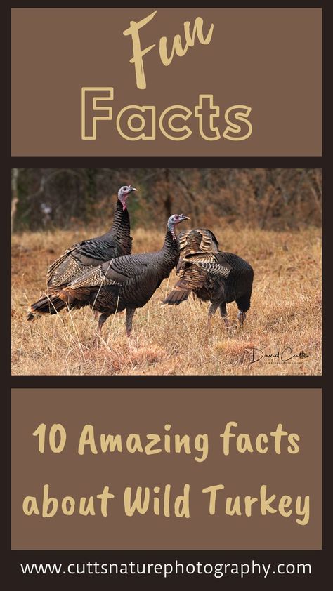 Today I’m going to give you ten incredible facts about the wild turkey that will boggle the mind of your most knowledgeable guests. #funfacts #cuttsnaturephotography #photography #wildlifephotography #naturephotography #wildturkey #turkey Turkey Facts, 10 Amazing Facts, Wild Turkey, Amazing Facts, Wildlife Photography, The Mind, Facts About, The Wild, Fun Facts