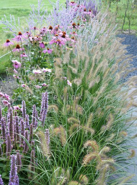 Coastal Gardens Uk, Terrace Tiles, Coastal Gardens, Grasses Garden, Green City, Little Garden, Ornamental Grasses, Green Life, Landscaping Plants