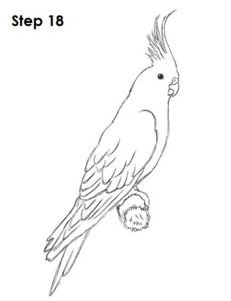 Dragons Drawings, Bird Sketches, Cockatiel Bird, Fantasy Fairies, Wall Drawings, Bird Template, Simple Drawings, Parrots Art, Bird Sketch