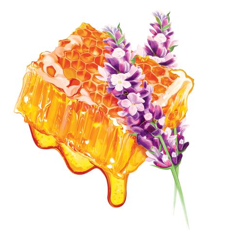 Palmolive NZ Manuka Honey + Lavender Foaming Hand Wash illustration. #australianillustration #australianillustrator #australianartist #australia #stevevanderhorst #stevevanderhorstillustration #packaging #packagingdesign #branding #illustration #manukahoneyandlavender #foaminghandwash #palmolive Honey Lavender, Foaming Hand Wash, Honey Packaging, 귀여운 음식 그림, Branding Illustration, Lavender Honey, Manuka Honey, Australian Artists, Small Hands