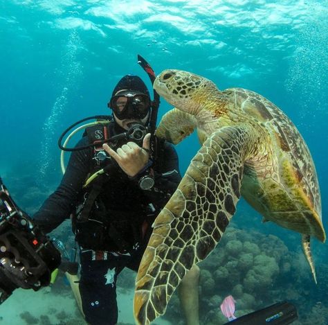 Turtle Day, Happy Turtle, Scuba Diving Photography, Bucket List Life, Egypt Culture, Sailing Trips, Underwater Photos, Egypt Travel, Dream Travel Destinations