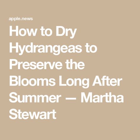 How to Dry Hydrangeas to Preserve the Blooms Long After Summer — Martha Stewart How To Preserve Hydrangea Blooms, How To Dry Hydrangea Blooms, Drying Hydrangeas How To, Dry Hydrangeas, Preserved Hydrangea, Panicle Hydrangea, Dried Hydrangeas, Hydrangea Bouquet, Diy Techniques