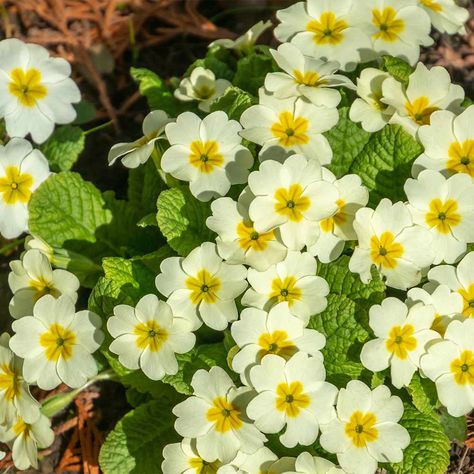 Wild Primrose, Primula Vulgaris, Fast Growing Flowers, Scottish Flowers, February Birth Flowers, Small Watering Can, Lemon Flowers, Beautiful Flowers Images, Native Flowers