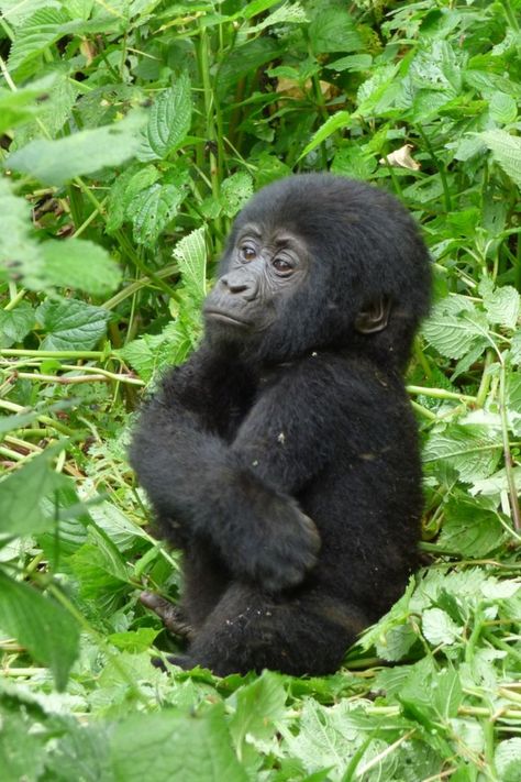 Baby Gorilla, Baby Gorillas, Gorilla Trekking, Mountain Gorilla, On Safari, Dangerous Animals, Great Ape, Young Animal, African Wildlife