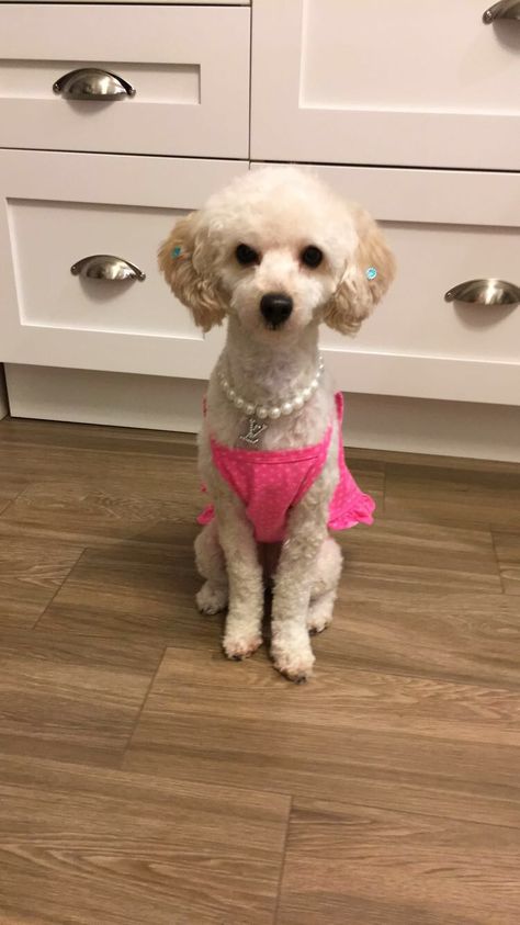 Poodle Haircut Styles Short, Toy Poodle Haircut Styles, Toy Poodle Haircut, Poodle Haircut Styles, Poodle Haircut, Poodle Cuts, Dog Haircuts, Sugar Pie, Dog Pics