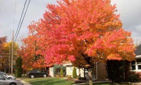 Serviceberry: Everything To Plant And Care For The Tree Service Berry Tree, Serviceberry Tree, Service Berry, Amelanchier Alnifolia, Yard Trees, Saskatoon Berry, Trees For Front Yard, Red Bud, Ripe Fruit