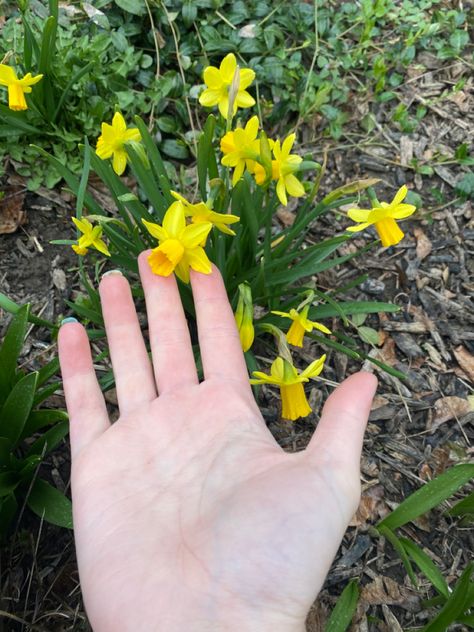 Growinf Mini Daffodils // early spring garden inspiration // perennial garden inspiration // butterfly garden // yellow flower aesthetic // growing daffodils on homestead // bulb perennials // mini flowers // Image Owned by the Untamed Optimist Mini Daffodils, Peace Garden, Lawn Art, Mini Flowers, Gal Pal, Spring Is Coming, Perennial Garden, The Untamed, Flower Bud