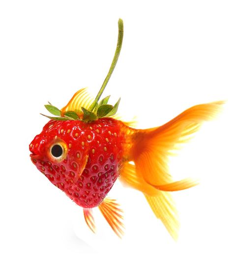 Fish Still Life, Fish Posters, Fish Reference, Fish Aesthetic, Fish Png, Animal Fruit, Fish Icon, Cute Fish, Red Fish