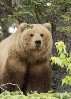 Spirit Bear, Grizzly Bears, Bear Party, Bear Pictures, Love Bear, Silly Animals, Bear Art, Grizzly Bear, Large Animals