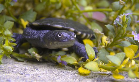 Help save the Murray River turtles - Australian Geographic River Turtle, Turtle Costume, Turtle Costumes, Murray River, Animal Adaptations, Water Life, Long Neck, Turtles, Fish Pet