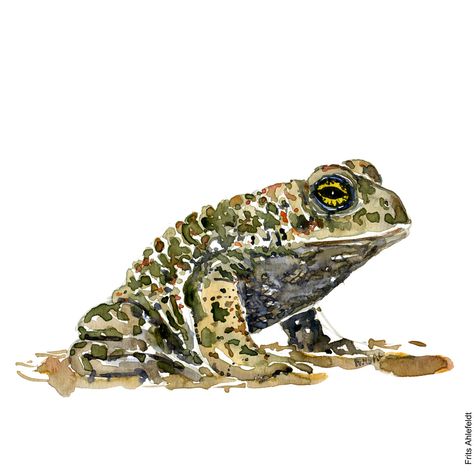 Natterjack toad watercolor by Frits Ahlefeldt Frog Watercolor, Baby Frog, Animal Watercolor, Frog Illustration, Art Tutorials Watercolor, Watercolor Green, Arches Watercolor Paper, Green Animals, Frog Art