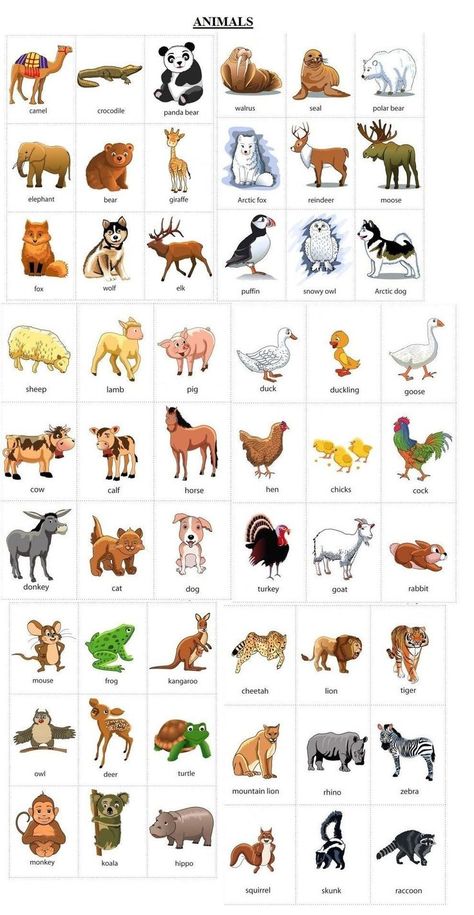 Masculine And Feminine Gender Of Animals – Male And Female Animals Gender Of Animals, English Vocabulary List, Animals Name In English, Learning English For Kids, English Worksheets For Kids, Animal Poster, Kids English, English Classroom, English Language Teaching