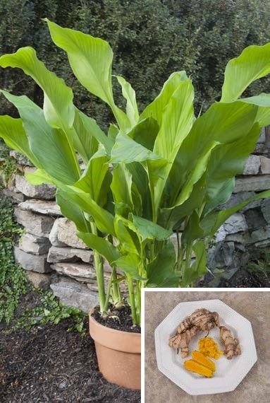 Turmeric Plant (Curcuma longa) Ginger Family, Turmeric Plant, Lake Garden, Diy Playground, Fragrant Plant, Winter Plants, Herbs For Health, Plant Aesthetic, Container Gardens