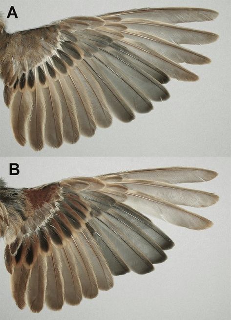 Sparrow Anatomy, Sparrow Wings, Wing Anatomy, Scientific Diagram, Creation Art, Animal Study, Wings Art, Bird Wings, The Wing