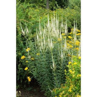 5 Unusual Tall Plants for Shady Gardens That a Horticulturalist Says We Should be Using More Tall Shade Perennials, Tall Slender Shrubs, Tall Perennial Flowers Part Shade, Succulent Growing Too Tall, Shady Woodland Garden, Plants For Shady Areas, Shady Gardens, Plants For Shade, Shade Loving Perennials