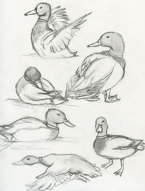 Mallard Duck | The eBestiary Duck Drawing, Animal Drawings Sketches, Animal Study, Drawing Faces, Mallard Duck, Simple Illustration, Pencil Art Drawings, Animal Sketches, Arte Animal